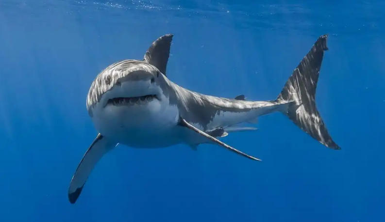 叶子人型工坊有限公司轮播图1